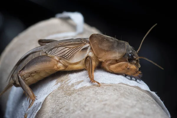 close shot of the wild mole cricket.