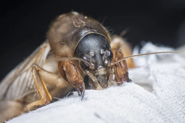 Nahaufnahme Der Wilden Maulwurfgrille — Stockfoto