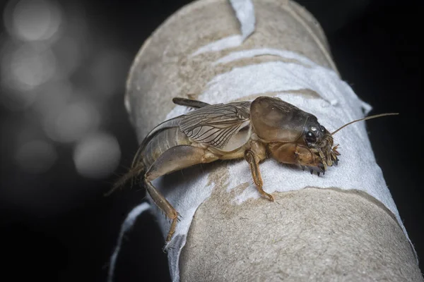 Närbild Den Vilda Mullvad Cricket — Stockfoto