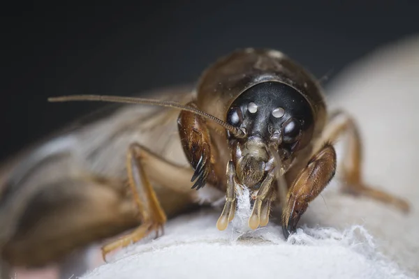 close shot of the wild mole cricket.