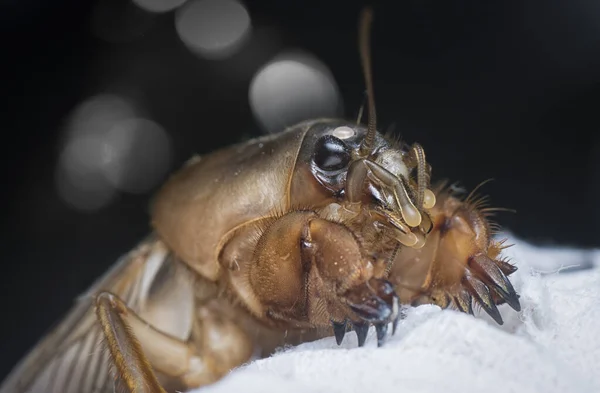 귀뚜라미의 — 스톡 사진