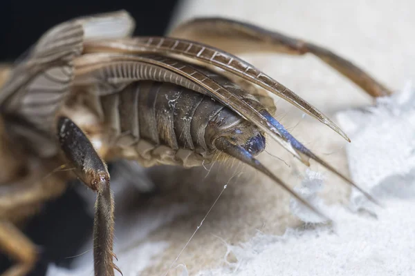 Närbild Den Vilda Mullvad Cricket — Stockfoto