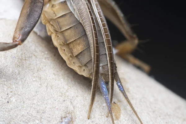 Vahşi köstebek cırcırböceğinin yakın çekimi..