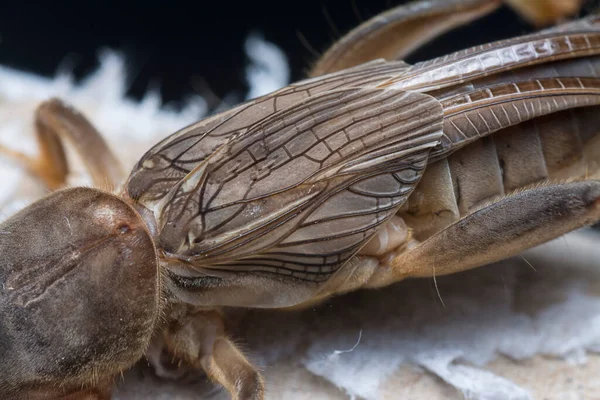 close shot of the wild mole cricket.