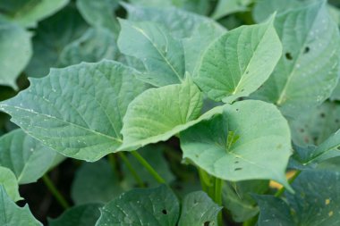 Yerde sürünen tatlı patates sarmaşığı