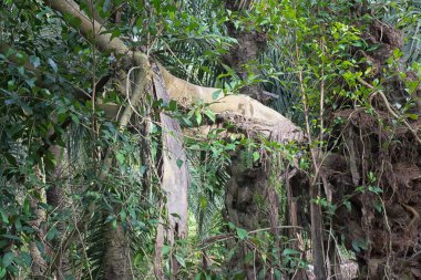 Küçük kırmızı çalı meyvesi ya da ağaçtan yetişen kuş palmiye gövdesine düşer..