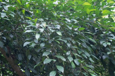 Küçük kırmızı çalı meyvesi ya da ağaçtan yetişen kuş palmiye gövdesine düşer..