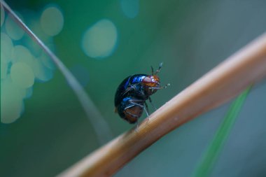Mavi sırtlı böceğe yakın çekim