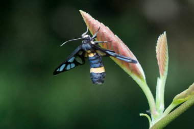 Amata Huebneri güvesinin yakın çekimi