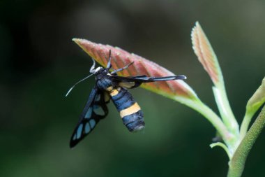 Amata Huebneri güvesinin yakın çekimi
