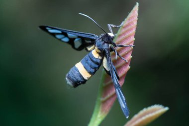 Amata Huebneri güvesinin yakın çekimi