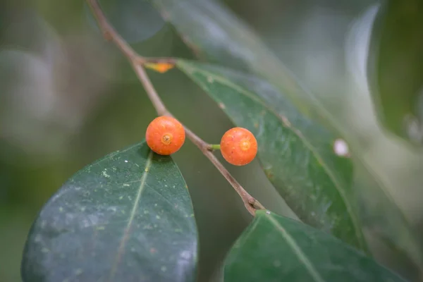 Petit Arbuste Rouge Sauvage Croissance Des Fruits Des Arbres Oiseau — Photo