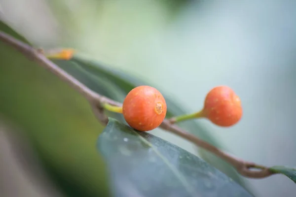 Små Viltlevende Røde Buskfrukter Eller Trevekst Fra Fugleavtakende Vekst Palmestammen – stockfoto