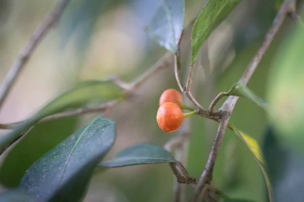 Kleine Wilde Rode Struik Fruit Boom Groei Van Vogel Laten — Stockfoto
