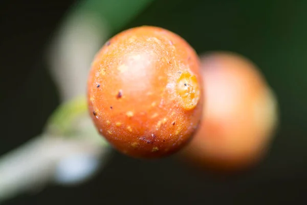 Petit Arbuste Rouge Sauvage Croissance Des Fruits Des Arbres Oiseau — Photo