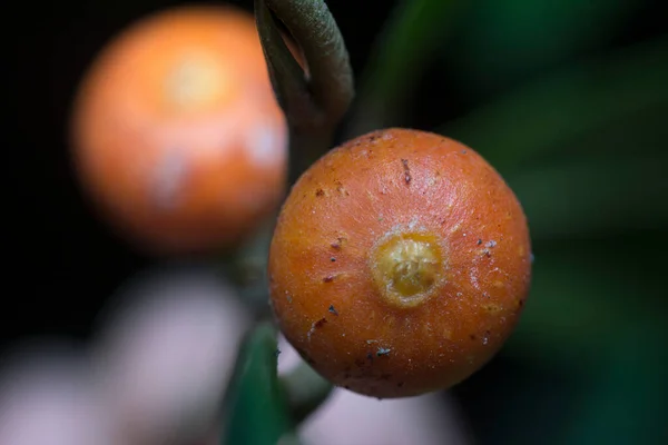 Kleine Wilde Rode Struik Fruit Boom Groei Van Vogel Laten — Stockfoto