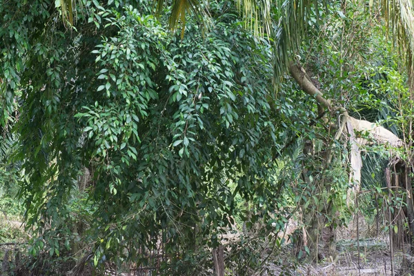 Pequeño Arbusto Rojo Silvestre Fruto Árbol Crecimiento Del Pájaro Caída —  Fotos de Stock