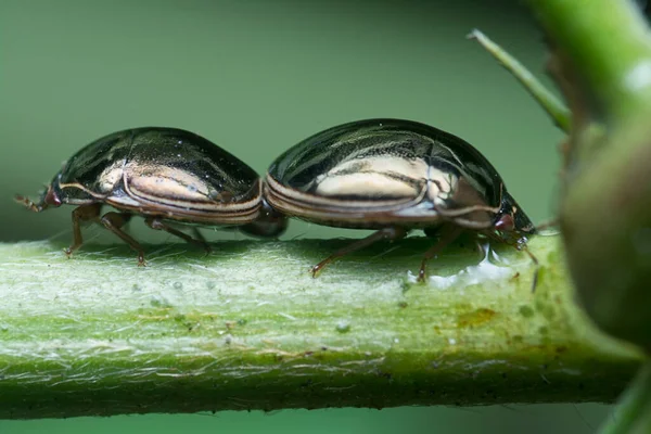 Closeup Shot Tiny Bean Plataspid — Stock Photo, Image