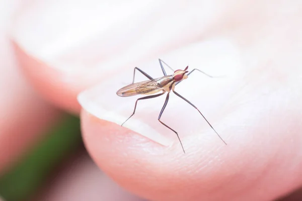 Primer Plano Con Pequeña Mosca Tallo Plátano — Foto de Stock