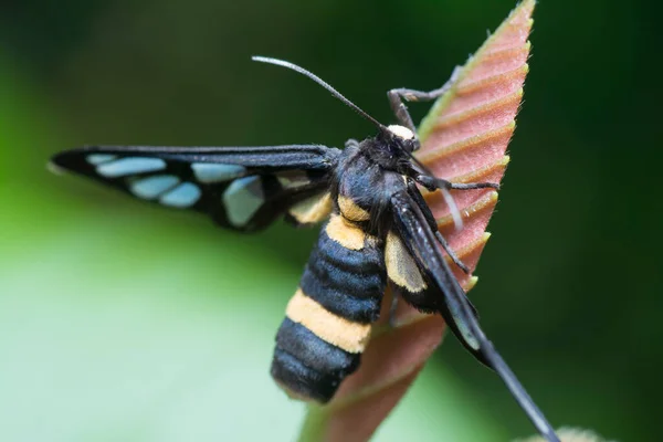 Κοντινό Πλάνο Του Amata Huebneri Moth — Φωτογραφία Αρχείου