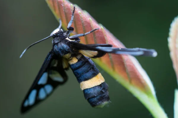 Κοντινό Πλάνο Του Amata Huebneri Moth — Φωτογραφία Αρχείου