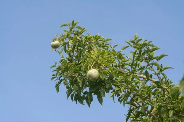 Obraz Aegle Marmelos Correa Owocu Drzewie — Zdjęcie stockowe