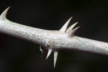 Siyah arkaplan ile dikenli gövdeye yakın çekim