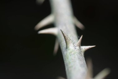 Siyah arkaplan ile dikenli gövdeye yakın çekim