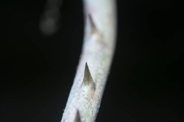 Siyah arkaplan ile dikenli gövdeye yakın çekim