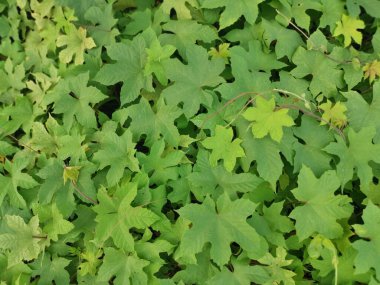 Vahşi yapraklı lepistemon binectariferum sürünüyor.