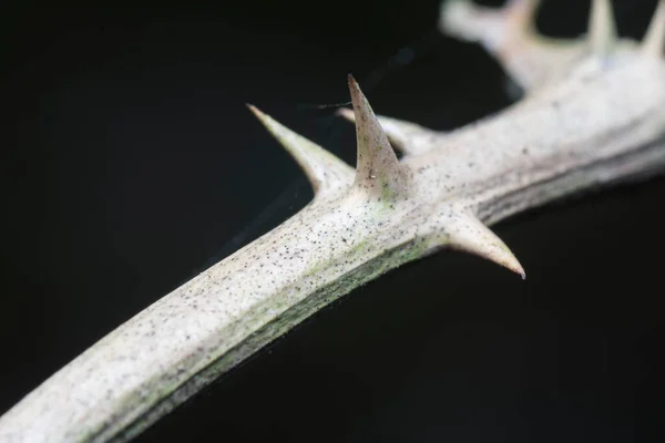 Tiro Perto Tronco Espinhoso Com Fundo Preto — Fotografia de Stock