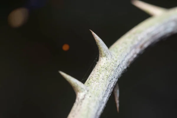 Tiro Perto Tronco Espinhoso Com Fundo Preto — Fotografia de Stock