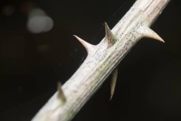 Tiro Perto Tronco Espinhoso Com Fundo Preto — Fotografia de Stock