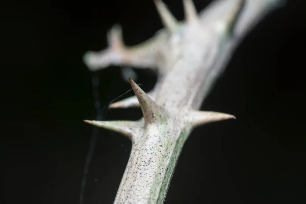 줄기의 가까운 — 스톡 사진