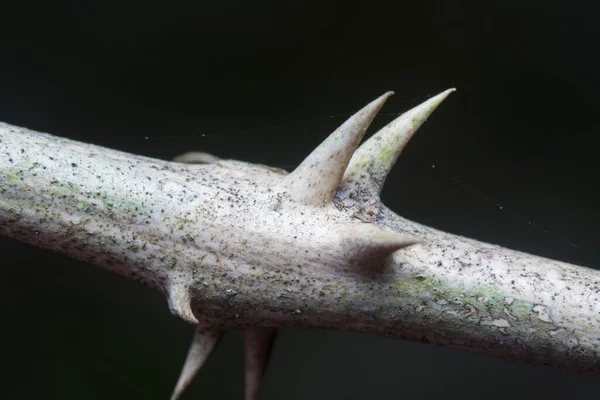 Close Shot Thorny Stem Black Background — Stock Photo, Image