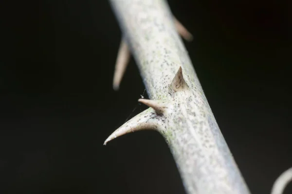 Tiro Perto Tronco Espinhoso Com Fundo Preto — Fotografia de Stock