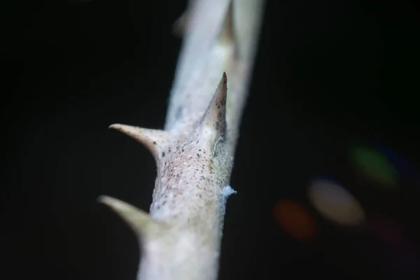 Close Shot Thorny Stem Black Background — Stock Photo, Image