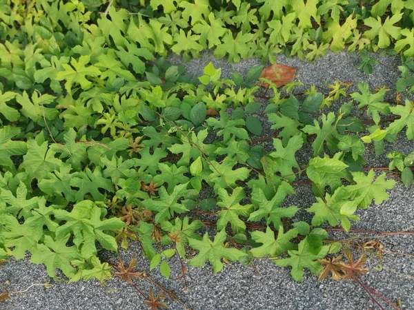 Wild Leafly Lepistemon Binectariferum Crawling — Stock Photo, Image