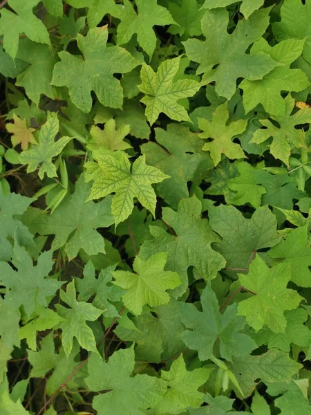 Selvagem Folhosos Lepistemon Binectariferum Rastejando — Fotografia de Stock