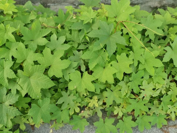 Vad Leveles Lepistemon Binectariferum Mászás — Stock Fotó