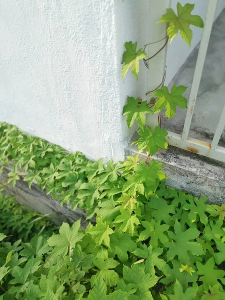 Wild Leafly Lepistemon Binectariferum Crawling — Stock Photo, Image