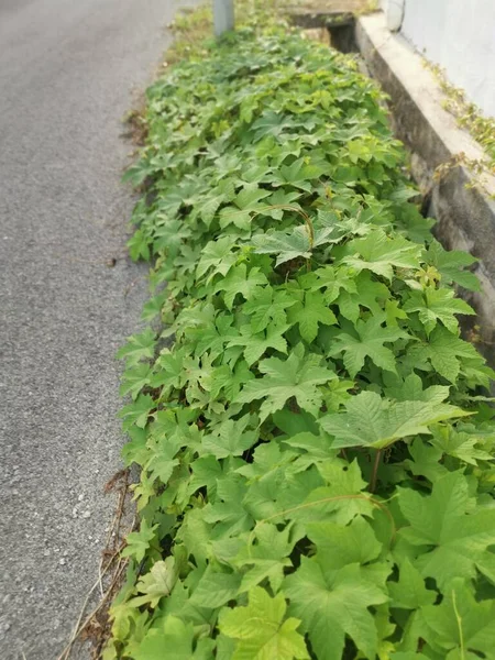 Wild Leafly Lepistemon Binectariferum Crawling — Stock Photo, Image