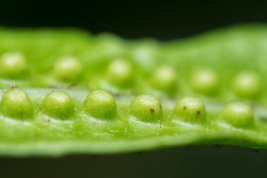eğreltiotu yaprağının makro görüntüsü sporların kırmızı noktaları.