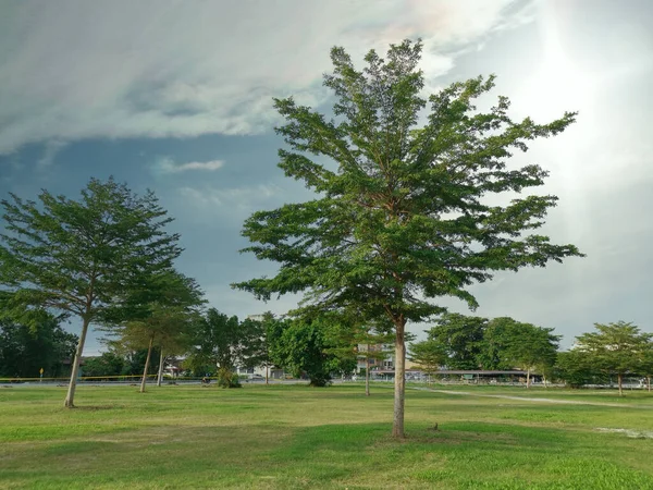 Scène Van Boom Het Openbare Park — Stockfoto