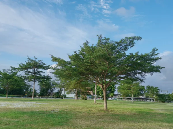 Scena Albero Parco Pubblico — Foto Stock