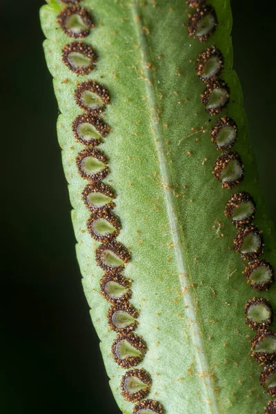 Macro Scatto Della Foglia Felce Puntini Rossi Spore — Foto Stock