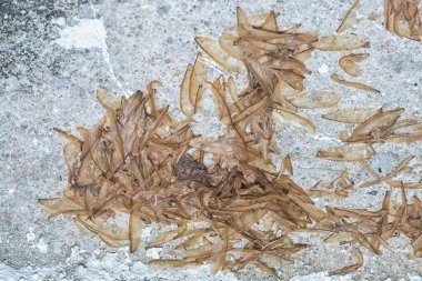 Yere alate termit kanatları dökülüyor.