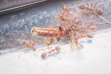 Dokumacı karınca sürüsü alates termitleriyle besleniyor..