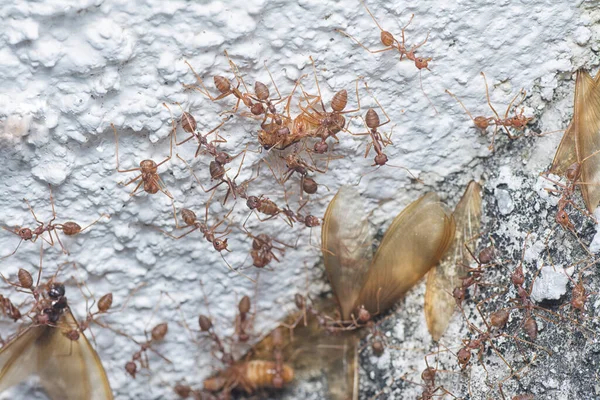 成群结队的蚂蚁以白蚁为食 — 图库照片