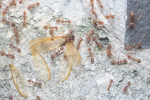 Enxame Formigas Tecelãs Alimentando Térmita Alatos — Fotografia de Stock